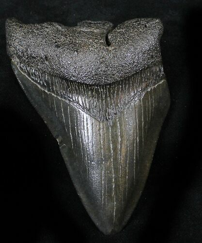 Bargain Megalodon Tooth - South Carolina #26494